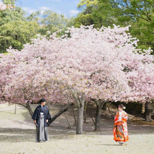 奈良の桜和装前撮り